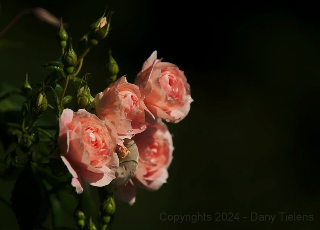 Rosa - Kir Royal - 2012-02.jpg